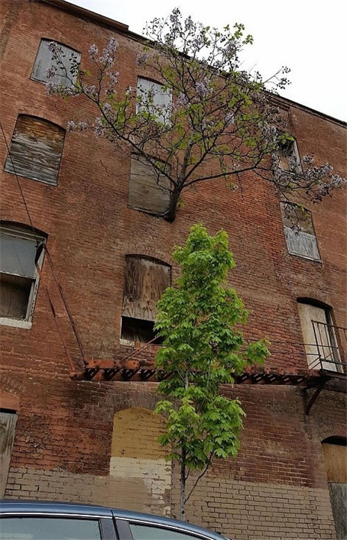 樹堅強！樹木絕地逢生展自然之美