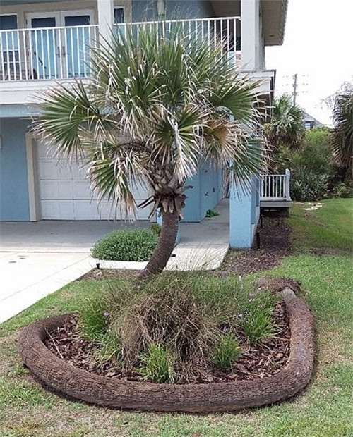 樹堅強！樹木絕地逢生展自然之美