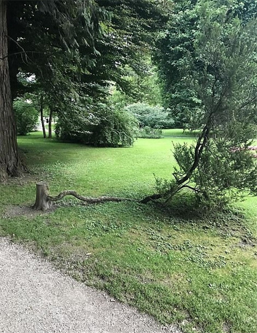 樹堅強！樹木絕地逢生展自然之美