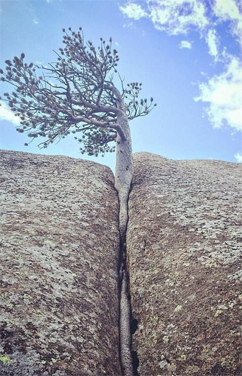 樹堅強！樹木絕地逢生展自然之美