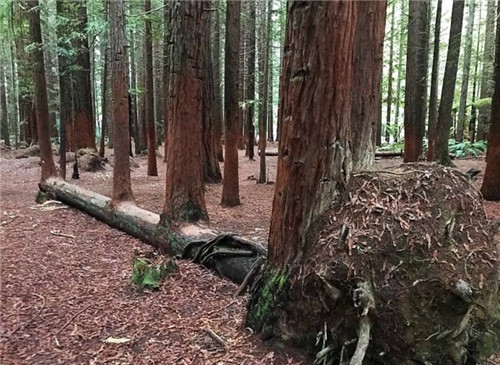 樹堅強！樹木絕地逢生展自然之美