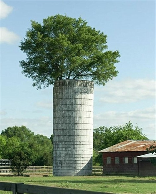 樹堅強！樹木絕地逢生展自然之美