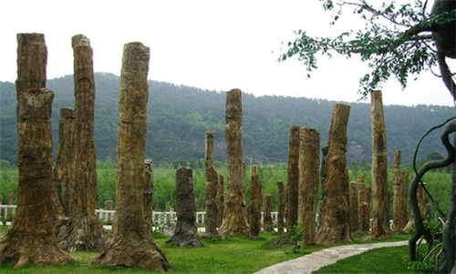 植物：地球上生命存在和發展的基礎