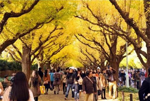 城市森林可降低熱島效應 減少污染