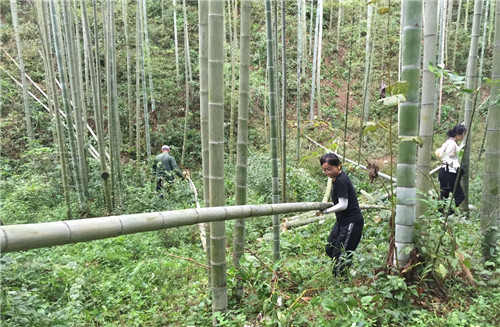 2017全國高校竹設計建造大賽于安吉閉營