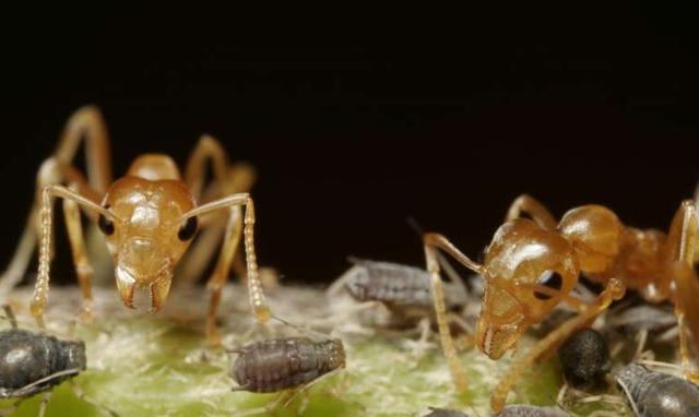 螞蟻和植物在這個方面互相利用效率好高