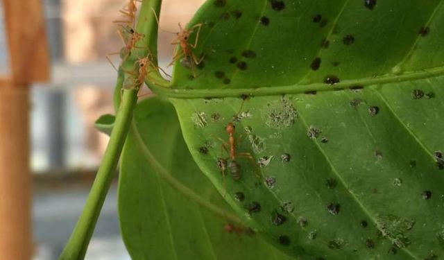 螞蟻和植物在這個方面互相利用效率好高