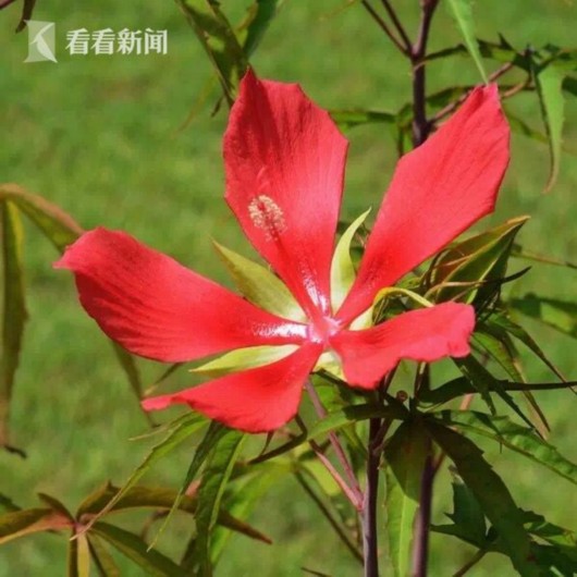 暑熱減退夏花未央 辰山植物園發(fā)布最新花訊