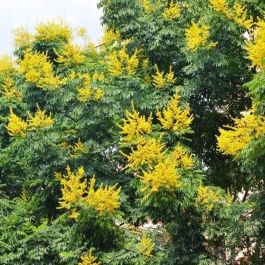 暑熱減退夏花未央 辰山植物園發(fā)布最新花訊