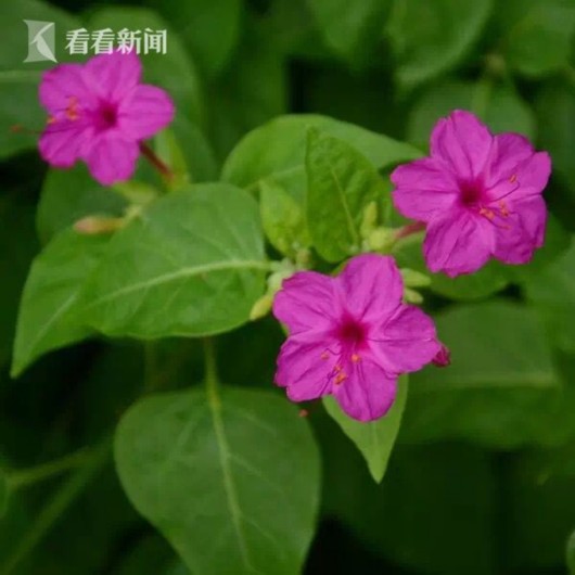 暑熱減退夏花未央 辰山植物園發(fā)布最新花訊