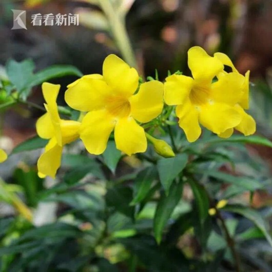 暑熱減退夏花未央 辰山植物園發(fā)布最新花訊