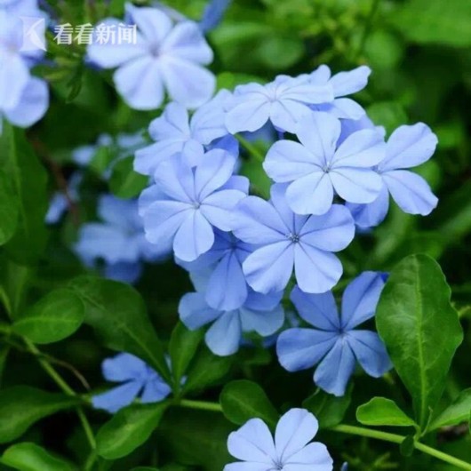 暑熱減退夏花未央 辰山植物園發(fā)布最新花訊