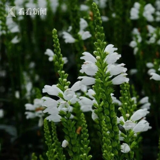 暑熱減退夏花未央 辰山植物園發(fā)布最新花訊
