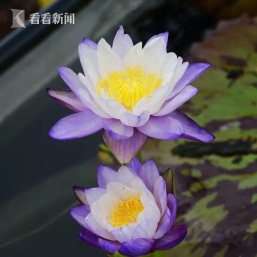 暑熱減退夏花未央 辰山植物園發(fā)布最新花訊