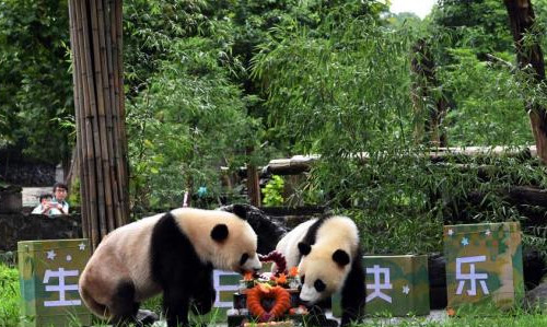 80多個大熊貓保護地有機整合劃入國家公園