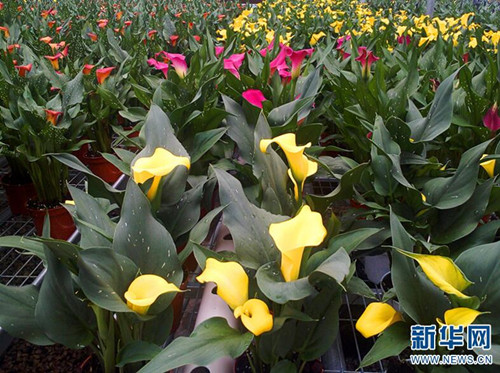 云南省花卉所：圍繞產業需求加快科技轉化