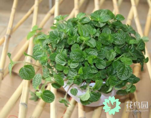 原來音樂能促進(jìn)植物生長