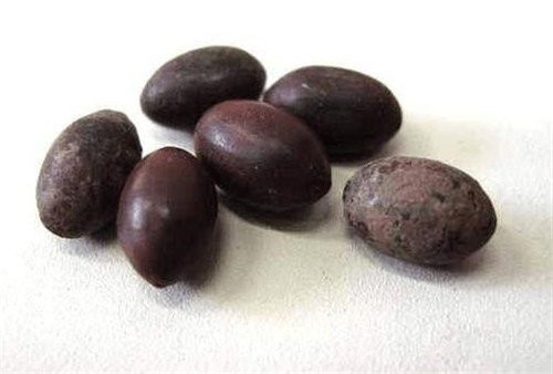 古蓮子：世界上最長壽的植物