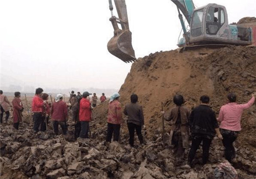 古蓮子：世界上最長壽的植物