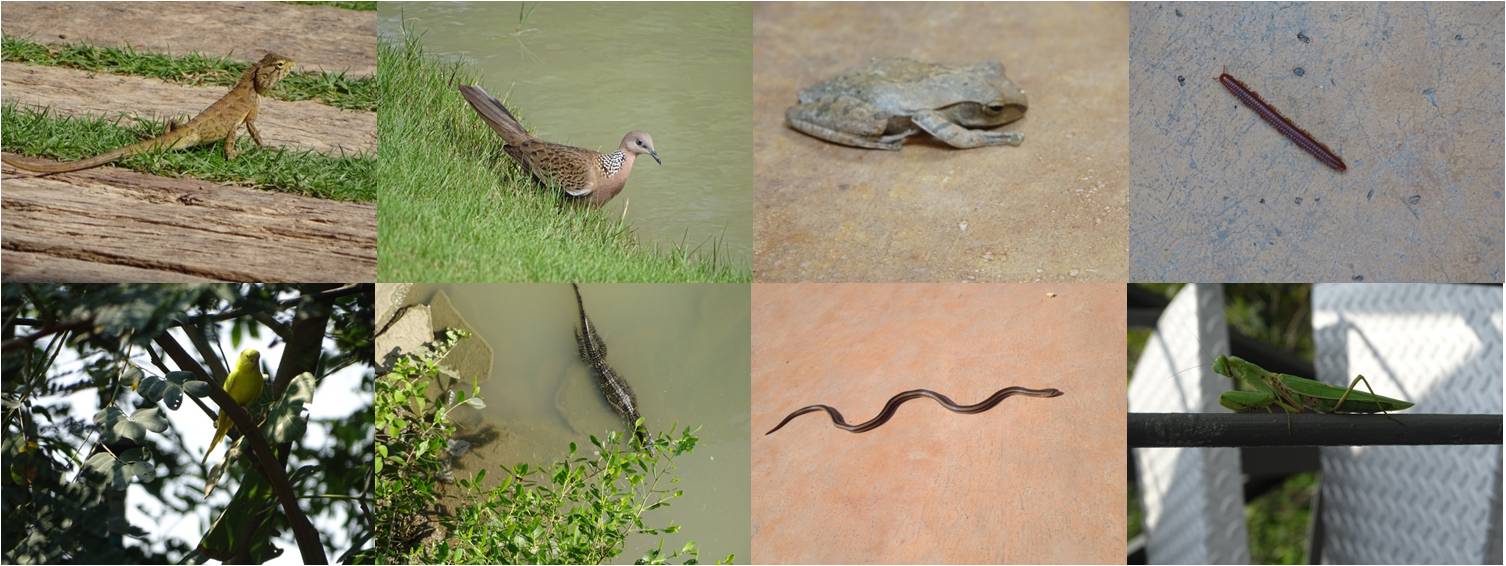 塔瓦才?科博凱奇:生態城市景觀方法