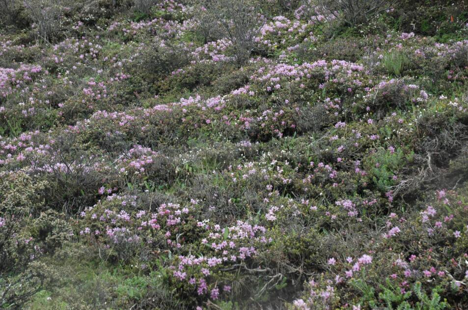 包滿珠:城市建設(shè)與屬地自然生態(tài)系統(tǒng)的保護(hù)