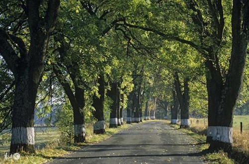 武漢出臺林蔭道設(shè)計導(dǎo)則 要求樹冠齊整優(yōu)美