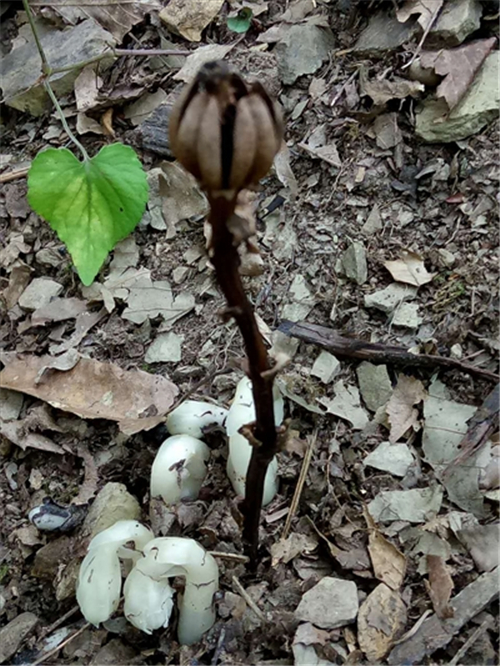 四川萬源本地發現水晶蘭
