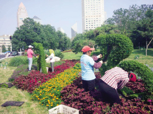 天津全運會園林景觀養(yǎng)護(hù)大揭秘(圖)