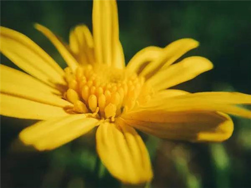 插花花材,你應該這樣挑