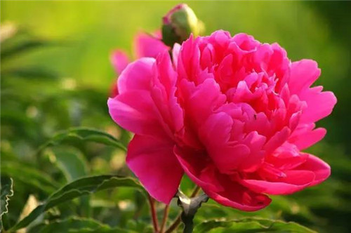 插花花材,你應該這樣挑