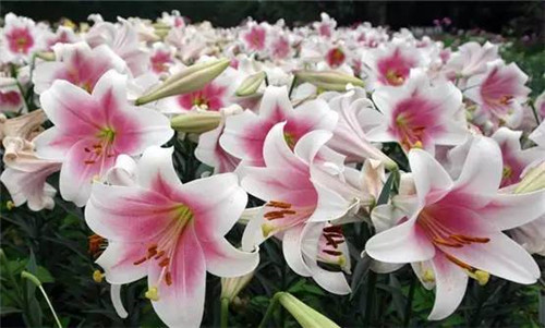 插花花材,你應該這樣挑