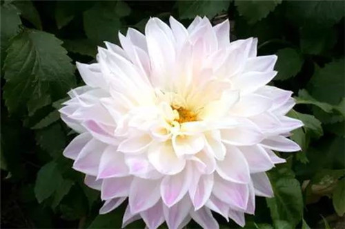 插花花材,你應該這樣挑