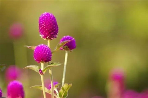 插花花材,你應該這樣挑