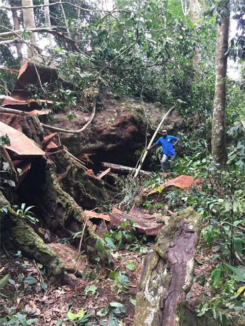 上百年的樹木一朝切割打磨成了高檔家具