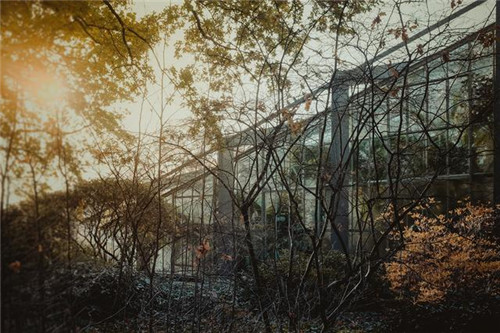 慵懶陽光下的植物溫室 沐浴在陽光下的呼吸