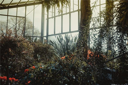 慵懶陽光下的植物溫室 沐浴在陽光下的呼吸