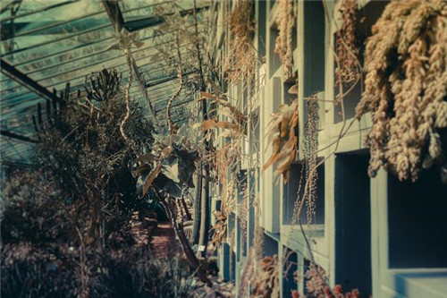 慵懶陽光下的植物溫室 沐浴在陽光下的呼吸