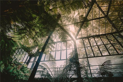 慵懶陽光下的植物溫室 沐浴在陽光下的呼吸