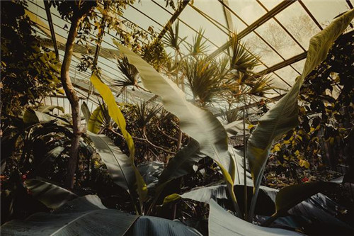 慵懶陽光下的植物溫室 沐浴在陽光下的呼吸