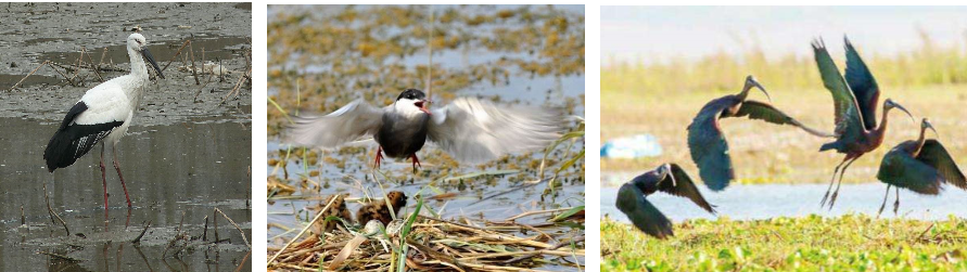 鄧偉:湖城一體化協調發展