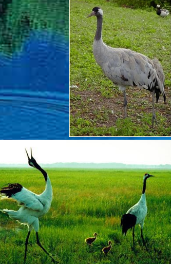 鄧曉梅:衡水湖——如何譜寫人與濕地的新篇章