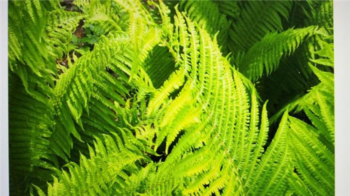 幾種常見一二級保護植物