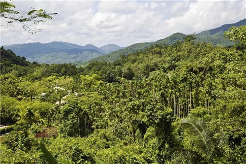  雨林谷：一個原生態的熱帶雨林植物的王國