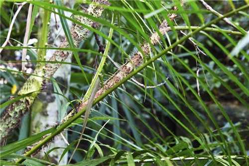  雨林谷：一個原生態的熱帶雨林植物的王國