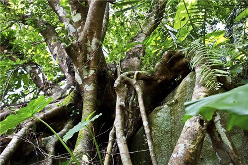  雨林谷：一個原生態的熱帶雨林植物的王國