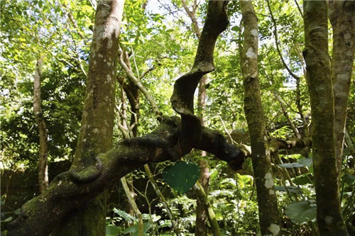  雨林谷：一個原生態的熱帶雨林植物的王國