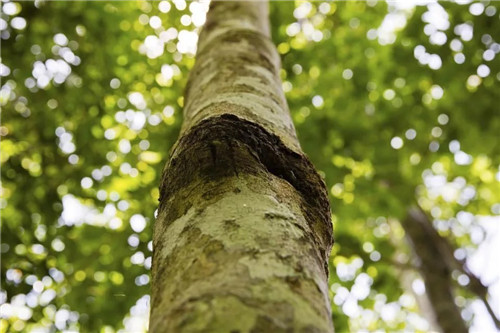  雨林谷：一個原生態的熱帶雨林植物的王國