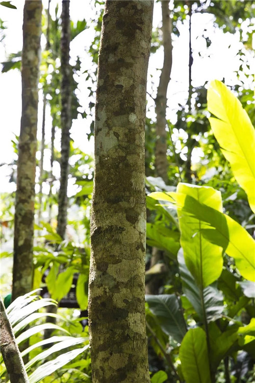  雨林谷：一個原生態的熱帶雨林植物的王國
