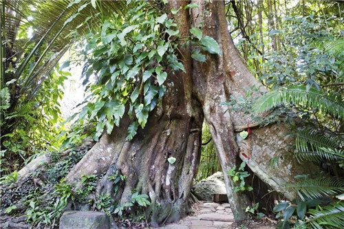  雨林谷：一個原生態的熱帶雨林植物的王國