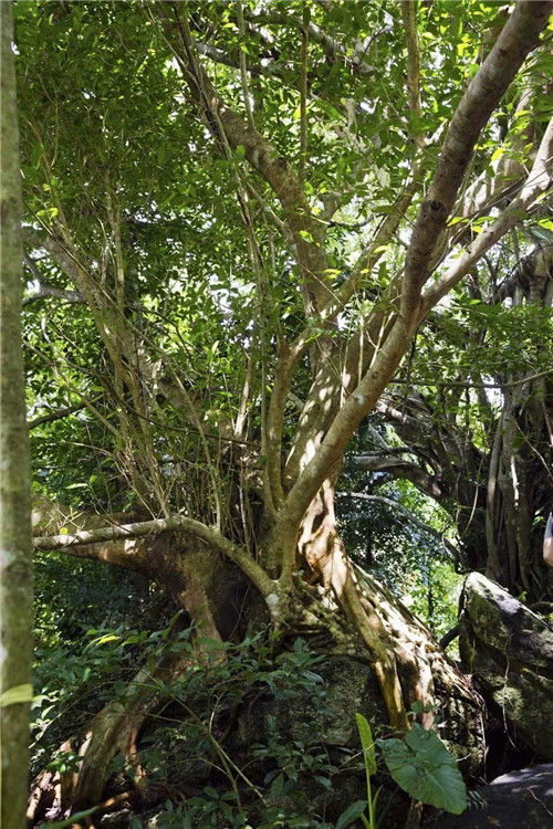  雨林谷：一個原生態的熱帶雨林植物的王國